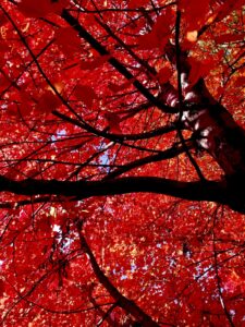 https://joemaharana.com/neighbourhoods/oakville-parks-nature-trailsrosedale/