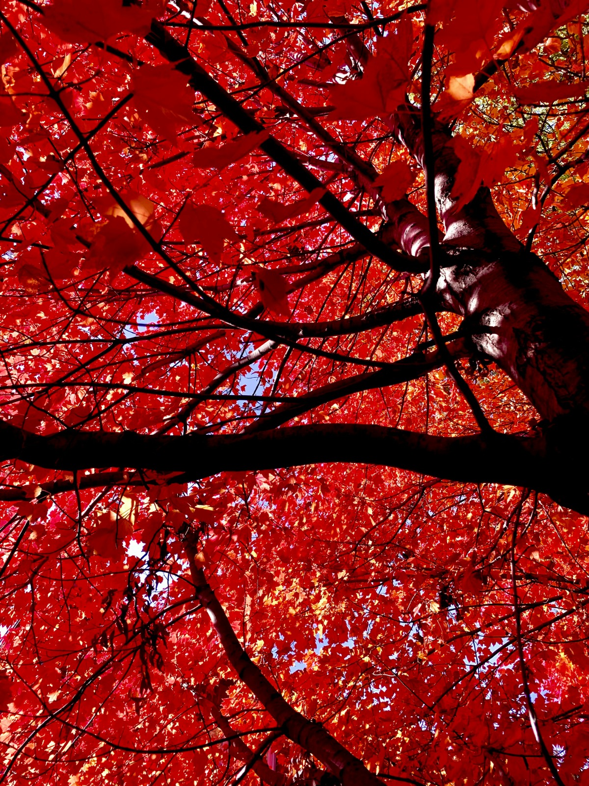 https://joemaharana.com/neighbourhoods/oakville-parks-nature-trailsrosedale/